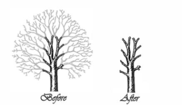 Tree Pollarding Examples Tree Pruning | Tree Pollarding | Tree Cutting Singapore